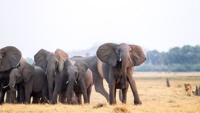 ಸಂಜೆಯಾಗ್ತಿದ್ದಂತೆ ಜಮೀನಿಗೆ ಕಾಡಾನೆ ಹಿಂಡು ದಾಳಿ, ರೈತರು ಕಂಗಾಲು