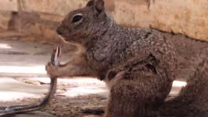 പാമ്പിനെ തിന്നുന്ന അണ്ണാൻ; ചിത്രം വെെറൽ