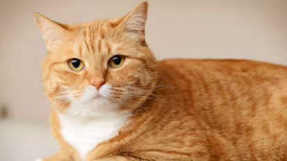 പൂച്ചകള്‍ക്ക് പേരിടുന്നതിന് മുമ്പ് ഇതൊന്ന് അറിഞ്ഞുവച്ചോളൂ...