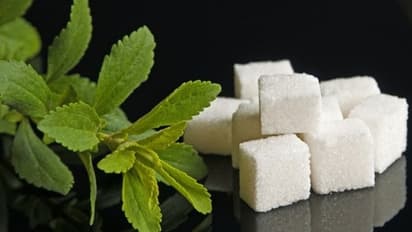 പഞ്ചസാരയേക്കാള് 30 ഇരട്ടി മധുരം; മധുര തുളസിയുടെ ഗുണങ്ങള് അറിയാം...