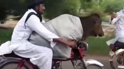গল্পে নয়, বাস্তবে গরু উঠল বাইকে, ভিডিও ভাইরাল সোশ্যাল মিডিয়ায়