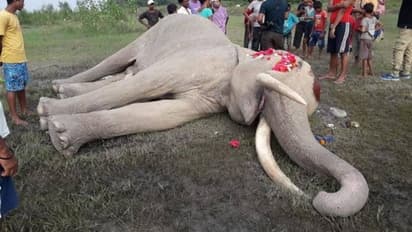 ആന ചരിഞ്ഞു: ദു:ഖം സഹിക്കാനാവാതെ ഗ്രാമവാസികൾ