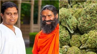 കഞ്ചാവ് നിരോധനം നീക്കണമെന്ന് ബാബാ രാംദേവിന്റെ കമ്പനി പതഞ്ജലി