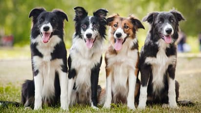 തന്റെ നേരെ കുരച്ച 18 വളർത്തുനായ്ക്കളെ മീൻ കച്ചവടക്കാരൻ വിഷം കൊടുത്ത് കൊന്നു