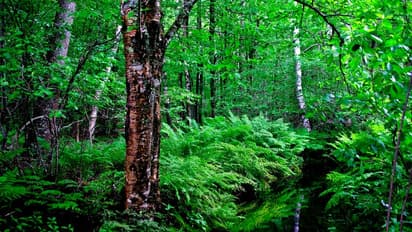 ഈ നാട്ടിൽ ഡിഗ്രി കിട്ടണമെങ്കിൽ പത്ത് മരം നടണം !