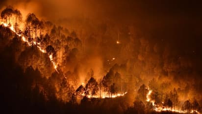 నల్లమల అడవుల్లో చెలరేగిన మంటలు...  మూడు కిలోమీటర్లలో చెట్లు దగ్దం