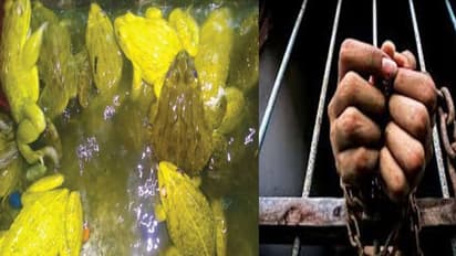 മാംസവില്പനയ്ക്കായി തവളകളെ പിടികൂടി, തവളമുട്ടകളും നശിപ്പിച്ചു; മൂന്നുപേര് പിടിയില്