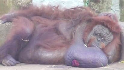 চির নিদ্রায় দেশের একমাত্র ওরাংওটাং বিন্নি