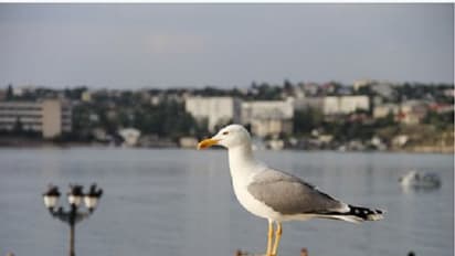 বদল ঘটছে আবহাওয়ার, সমস্যার মুখে পরিযায়ী থেকে স্থানীয় পাখী, মিমি-র টুইটে জনসচেতনতা