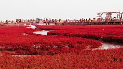 ನೋಡಿದಷ್ಟು ಚೆಂದ ಅಂದ ಈ ಕೆಂಪು ಸಮುದ್ರ... ಎಲ್ಲಿದೆ ಗೊತ್ತಾ?