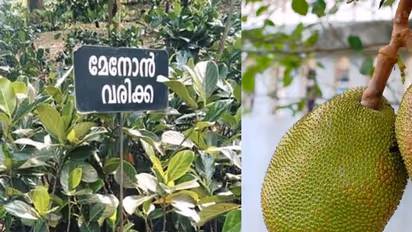 'ചുഞ്ചു നായർ'ക്ക് ശേഷം, 'മേനോൻ വരിക്ക'യെ ഏറ്റെടുത്ത് സോഷ്യൽ മീഡിയ