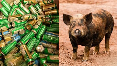 Pig steals beer cans; gets drunk, fights with cow (Video)