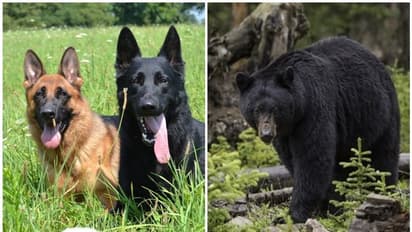 കൃഷിയിടത്തില് വച്ച് യജമാനനെ ആക്രമിച്ച കരടിയെ വളര്ത്തുനായ്ക്കള് കടിച്ചോടിച്ചു