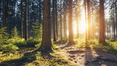 এদেশে প্রথমবার গাছেদের জন্য চালু হল অ্যাম্বুলেন্স পরিষেবা