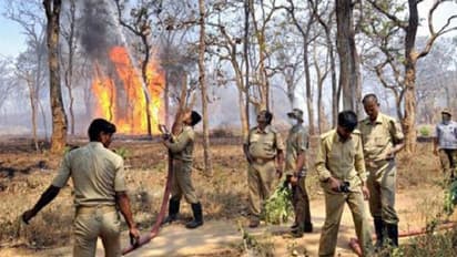 ಅರಣ್ಯ ರಕ್ಷಣೆಗೆ 3000 ಹೊಸ ಹುದ್ದೆ ಸೃಷ್ಟಿ