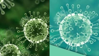 വീണ്ടും നിപ; മനുഷ്യരിലേക്ക് വൈറസ് ബാധിക്കുന്നത് എങ്ങനെ?