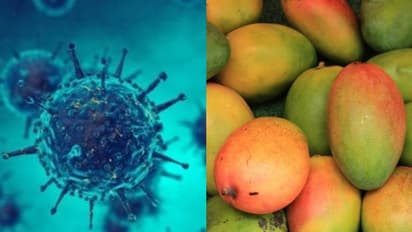 നിപ; ശരിക്കും പഴങ്ങള് കഴിക്കുന്നത് ഒഴിവാക്കേണ്ടതുണ്ടോ?