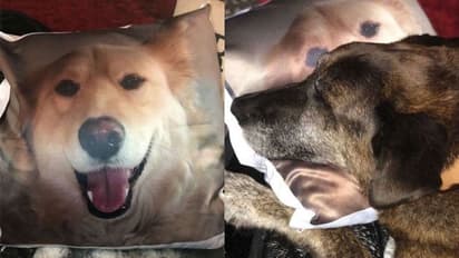 10 വര്ഷത്തെ സൗഹൃദത്തിന് ശേഷം ഒരാള് മരണത്തിലേക്ക് മറഞ്ഞു; കൂട്ടുകാരന്റെ ചിത്രം തുന്നിയ തലയിണ ചേര്ത്തു പിടിച്ച് സ്പെന്സറെന്ന നായ