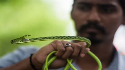 ১০০ বছর পার, দেখা মিলল হারিয়ে যাওয়া লাউডগা সাপের