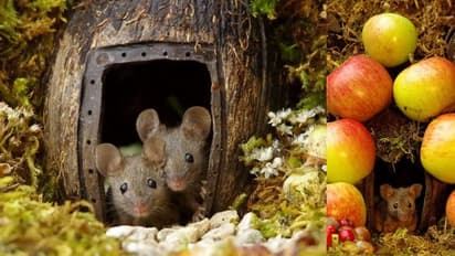 ഇതാ ചിത്രകഥയിലെ പോലെ ഒരു ഗ്രാമം; അവിടെ താമസിക്കുന്നതോ എലികളും!