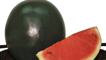 കണ്ടാല് പച്ചനിറത്തിലുള്ള തണ്ണിമത്തന്, തൊലി പൊളിച്ചപ്പോള് കണ്ടത് അമ്പരിപ്പിക്കുന്ന കാഴ്ച; ആരോപണവുമായി വീഡിയോ