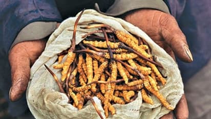 आखिर क्या है ये हिमालयन वियाग्रा, जिसके लिए चली गई 8 लोगों की जान