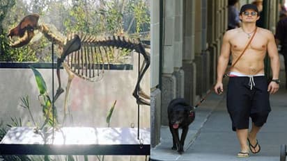 కుక్క అస్థిపంజరాన్ని ఇంట్లో పెట్టుకున్న నటుడు.. ఏం జరిగిందంటే!