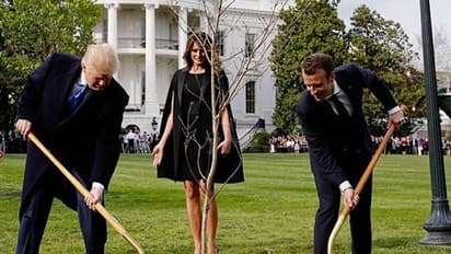 ട്രംപും മാക്രോണും ചേര്ന്ന് ഒരുവര്ഷം മുന്പ് നട്ട ആ ഓക്കുമരം,അതിപ്പോള് ഇങ്ങനെയാണ്!