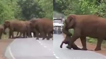 കുട്ടിയാനയുടെ ജഡവുമായി ആനക്കൂട്ടത്തിന്റെ വിലാപയാത്ര; കരളലിയിപ്പിക്കും ആ കാഴ്ച