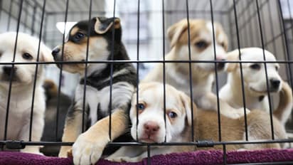 Dogs, ducks & bats as well! China reopens its unhygienic meat market even as world fights coronavirus pandemic