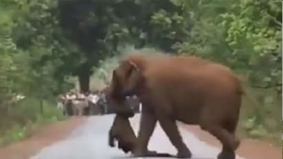 ಮರಿಯಾನೆ 'ಅಂತಿಮ ಯಾತ್ರೆ'ಗೆ ಆನೆ ಹಿಂಡು: ನೋಡುತ್ತ ನಿಂತ ಜನರ ದಂಡು!