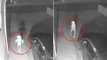 ಸಿಸಿಟಿವಿಯಲ್ಲಿ ಕಂಡು ಬಂತು ವಿಚಿತ್ರ ಜೀವಿ: ನೀವೇನಾದ್ರೂ ನೋಡಿದ್ದೀರಾ?