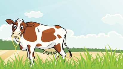 Kerala couple find missing gold chain in cow dung after two years