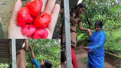 മതിലില്‍ കയറി ചാമ്പയ്ക്ക പറിച്ച് നവ്യ, സാരിത്തുമ്പില്‍ നിറച്ച് അമ്മ; വൈറലായി ചിത്രങ്ങള്‍