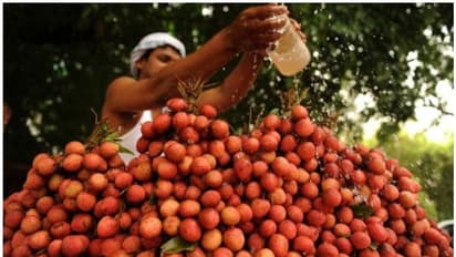 ബീഹാറില് കുട്ടികളുടെ കൂട്ടമരണം; കാരണം ലിച്ചിപ്പഴമോ, ആശങ്ക ശക്തമാകുന്നു