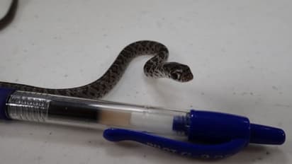 കാഴ്ചയ്ക്ക് ഒരു പേനയുടെ വലിപ്പം മാത്രം; കയ്യിലിരിപ്പോ...