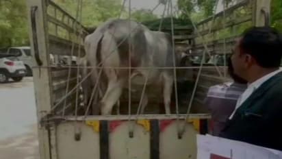 মালিক কে, জানতে রাজস্থানের আদালতে হাজিরা দিতে হল গরুকে