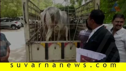 ಕೋರ್ಟ್ಗೆ ಹಾಜರಾದ ಹಸು, ಜಡ್ಜ್ ಕೊಟ್ರು ತೀರ್ಪು: ಕಾರಣವೇನು?