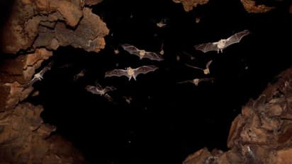 এই প্রাণীগুলি বয়ে আনতে পারে আগাম মৃত্যুর বার্তা