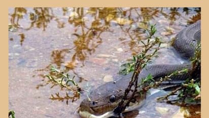 പെരുമ്പാമ്പും മുതലയും തമ്മില്‍ കണ്ടാല്‍ ? ഞെട്ടിക്കുന്ന ആ കഥ മുള്ളറുടെ ക്യാമറ പറയും !