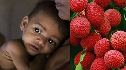 'പാവപ്പെട്ടവന് മാത്രം വരുന്ന രോഗം' - ബിഹാറിലെ ശിശുമരണങ്ങളും ലിച്ചിയും തമ്മിലെന്ത് ?