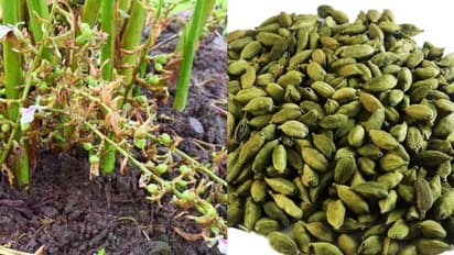 35 വര്‍ഷം മുന്‍പത്തെ വിലയിലേക്ക് കൂപ്പുകുത്തി ഏലയ്ക്ക; കര്‍ഷകരും കച്ചവടക്കാരും പ്രതിസന്ധിയില്‍