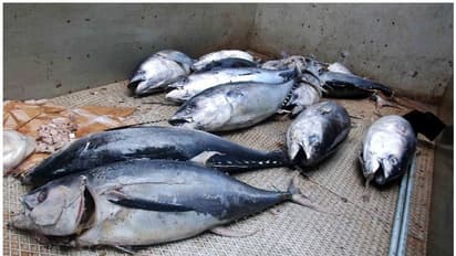 ഓപ്പറേഷന്‍ സാഗര്‍ റാണിയില്‍ ഇന്നും ചാകര; 7557 കിലോ മത്സ്യം പിടികൂടി നശിപ്പിച്ചു