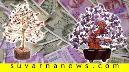 ಧನ ಲಾಭ ತರೋ ಫೆಂಗ್ ಶ್ಯೂ ಗಿಡಗಳಿವು...