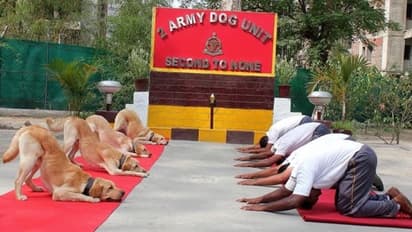 ನೋಡಲೇಬೇಕು... ಸೇನಾ ಶ್ವಾನಗಳ ಶಿಸ್ತಿನ ಯೋಗ ಪ್ರದರ್ಶನ