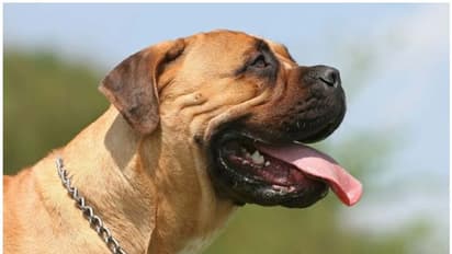 വളര്ത്തുനായയെ ചുംബിക്കാന് ശ്രമിച്ച യുവതിക്ക് നായയുടെ ആക്രമണത്തില് ഗുരുതര പരിക്ക്