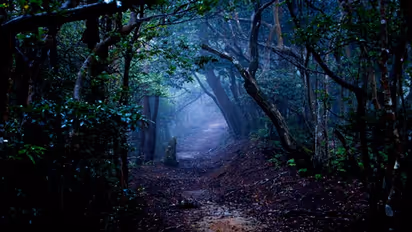 ರಾತ್ರಿಯೇಕೆ ಮರದ ಬಳಿ ಹೋಗ್ಬಾರದು? ದೆವ್ವ ಭೂತ ಇರೋದು ನಿಜಾನಾ?