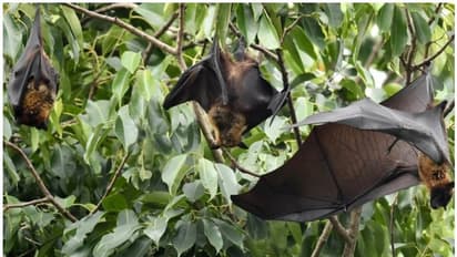 '2018-ല് 19%, 2019-ല് 33%'; വവ്വാലിലെ നിപ സാന്നിധ്യം ആശങ്കപ്പെടുത്തുന്നതെന്ന് ശാസ്ത്രഞ്ജന്റെ കുറിപ്പ്