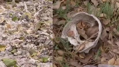 108 ಮಕ್ಕಳು ಮೃತಪಟ್ಟ ಆಸ್ಪತ್ರೆ ಆವರಣದಲ್ಲಿ ರಾಶಿ ರಾಶಿ ಮಾನವ ಮೂಳೆಗಳು ಪತ್ತೆ!