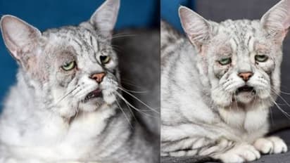 എപ്പോഴും മുഖത്ത് ദു:ഖഭാവം ; വ്യത്യസ്ത രോഗവുമായി ഒരു പൂച്ച